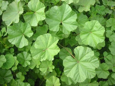 Malva Leaves Malva Leaves