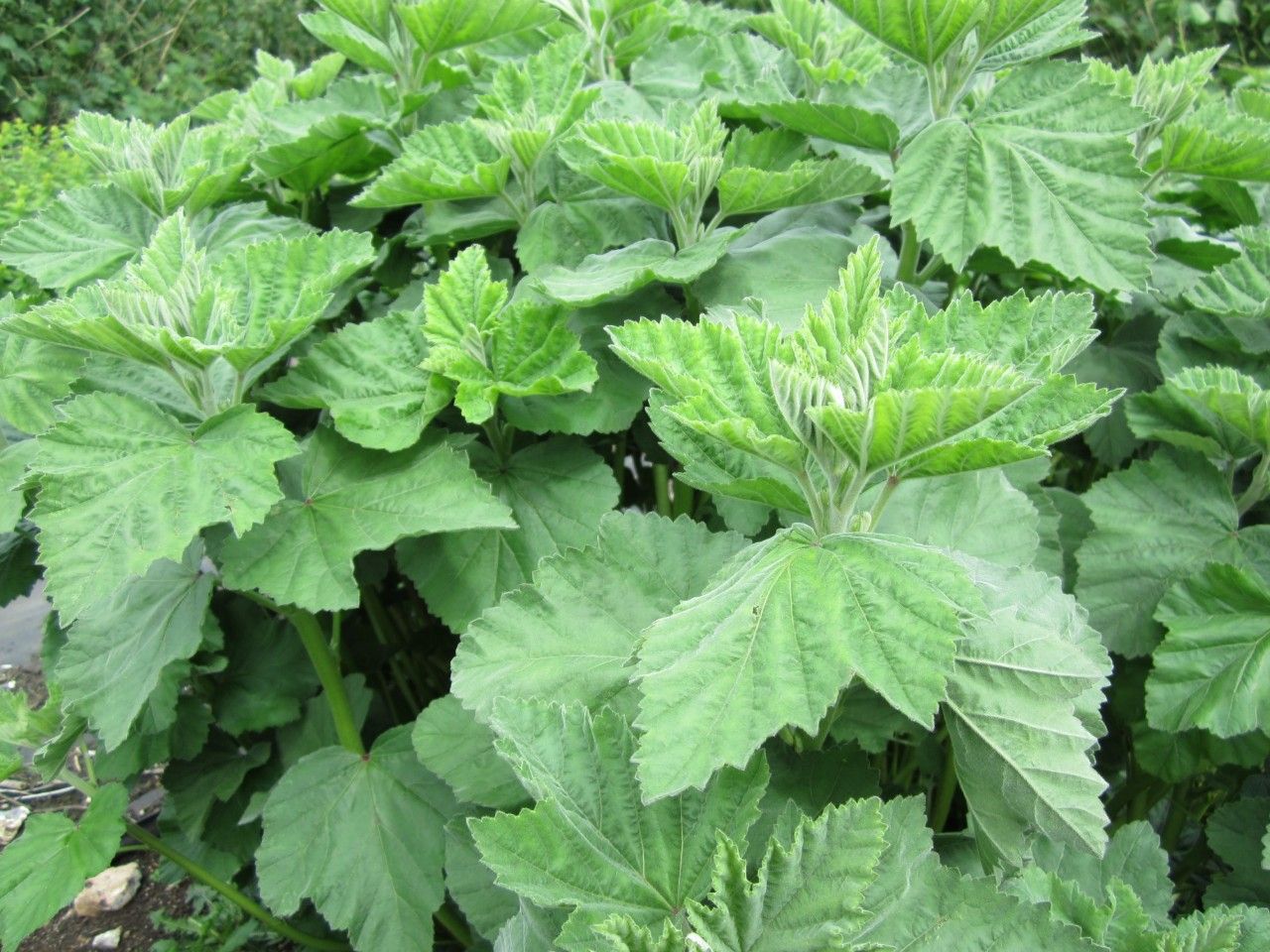 Marshmallow Leaves Marshmallow Leaves