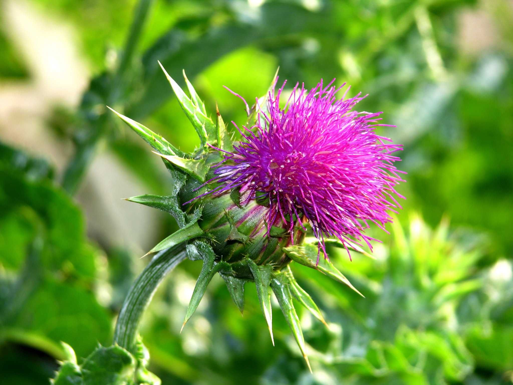 Blessed Thistle Blessed Thistle