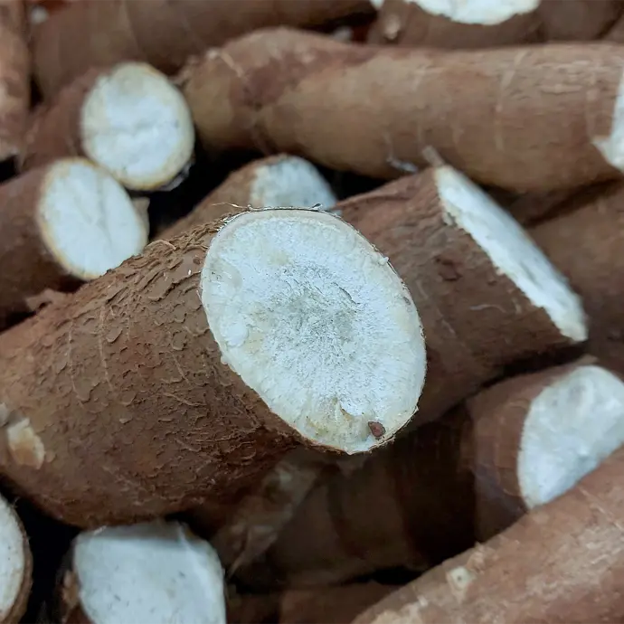 Yucca Root