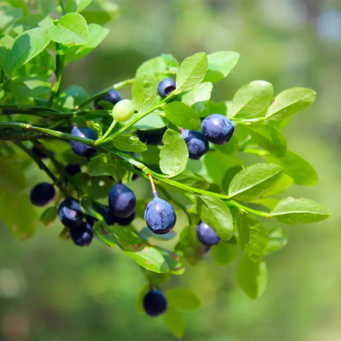 Bilberry Fruit