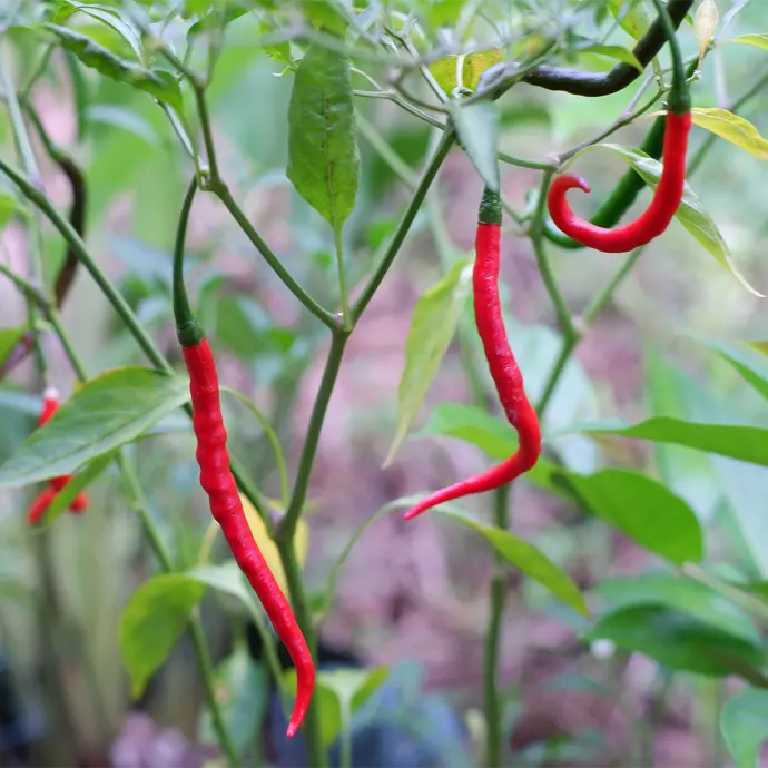 Cayenne Fruit