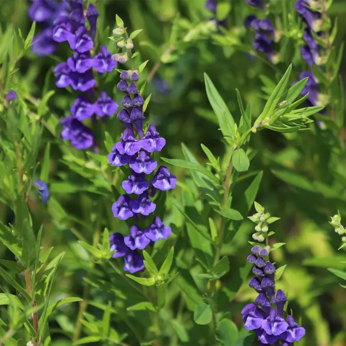 Skullcap Herb