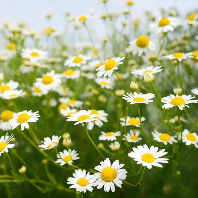 Chamomile Flower