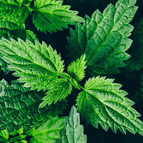 Stinging Nettle Leaf