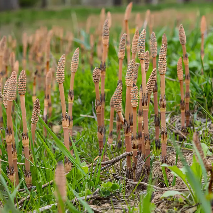 Horsetail Herb
