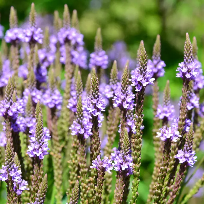 Blue Vervain