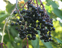 European Elderberry Extract (2 oz.)
